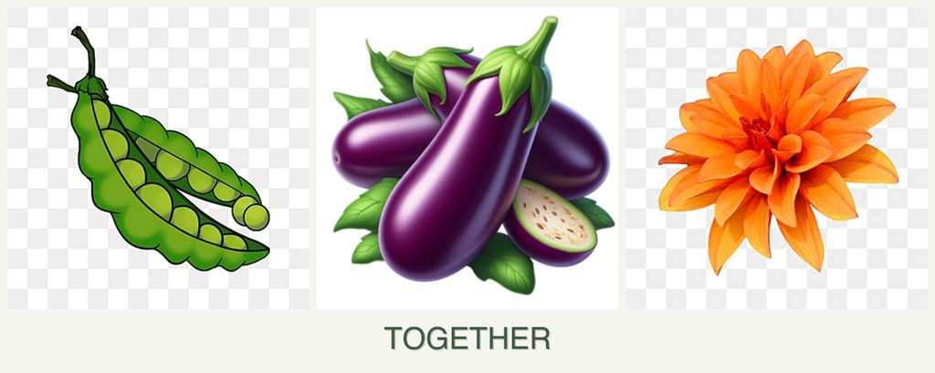 Can you plant peas, eggplant and dahlias together?