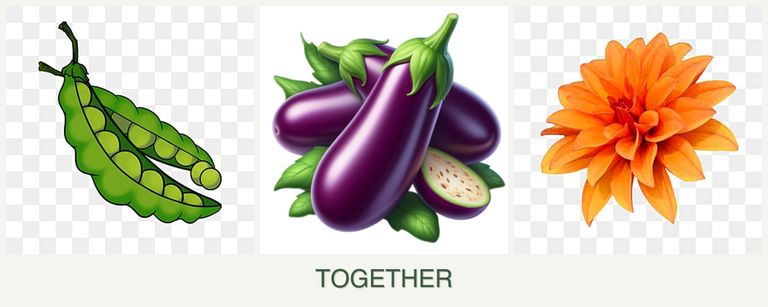 Can you plant peas, eggplant and dahlias together?