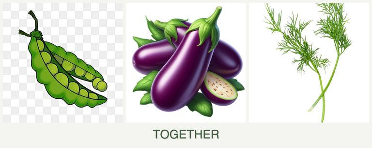 Can you plant peas, eggplant and dill together?