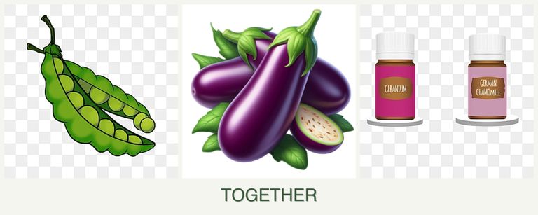 Can you plant peas, eggplant and geraniums together?