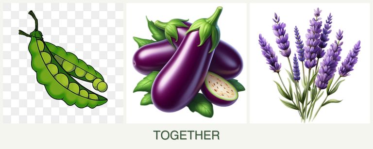 Can you plant peas, eggplant and lavender together?
