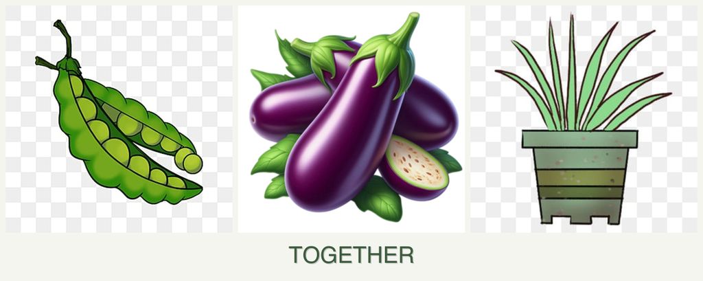 Can you plant peas, eggplant and lemongrass together?