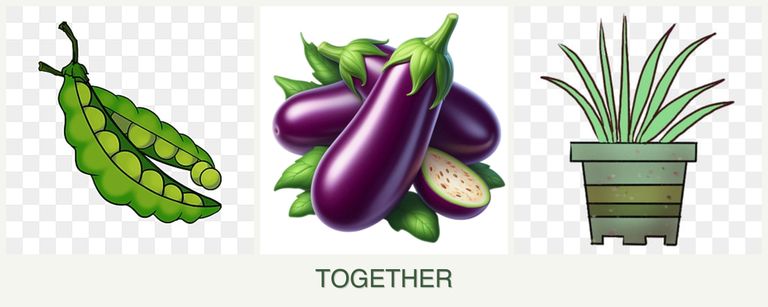 Can you plant peas, eggplant and lemongrass together?