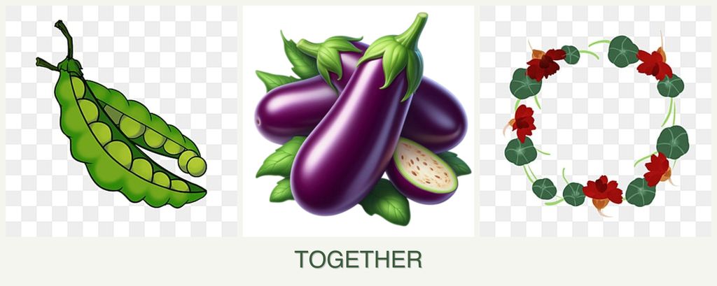 Can you plant peas, eggplant and nasturtiums together?