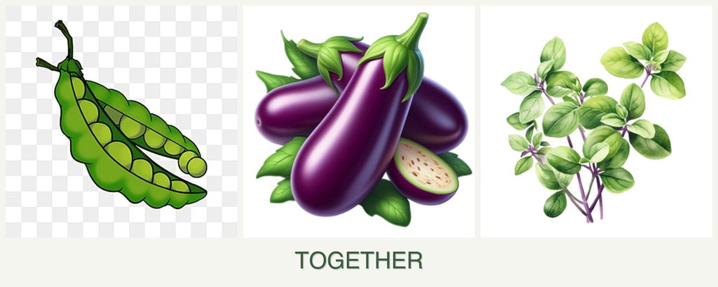 Can you plant peas, eggplant and oregano together?
