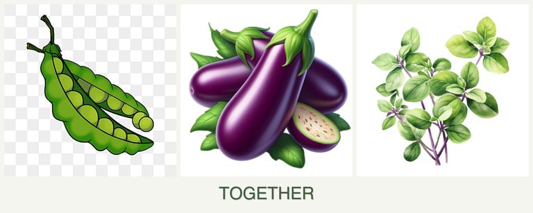Can you plant peas, eggplant and oregano together?