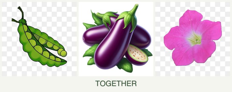 Can you plant peas, eggplant and petunias together?