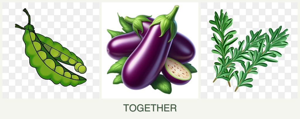 Can you plant peas, eggplant and rosemary together?