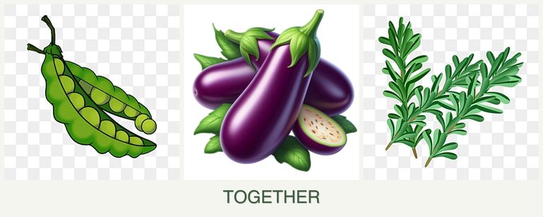 Can you plant peas, eggplant and rosemary together?