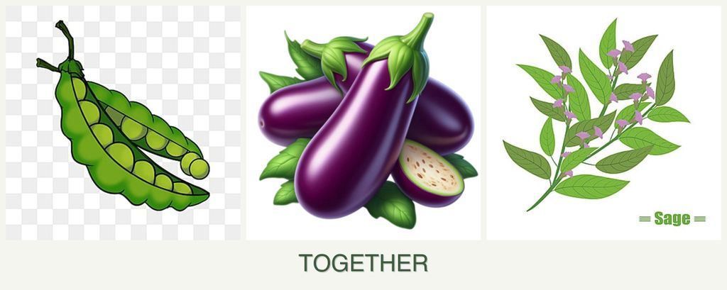 Can you plant peas, eggplant and sage together?
