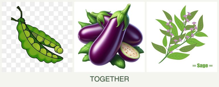 Can you plant peas, eggplant and sage together?