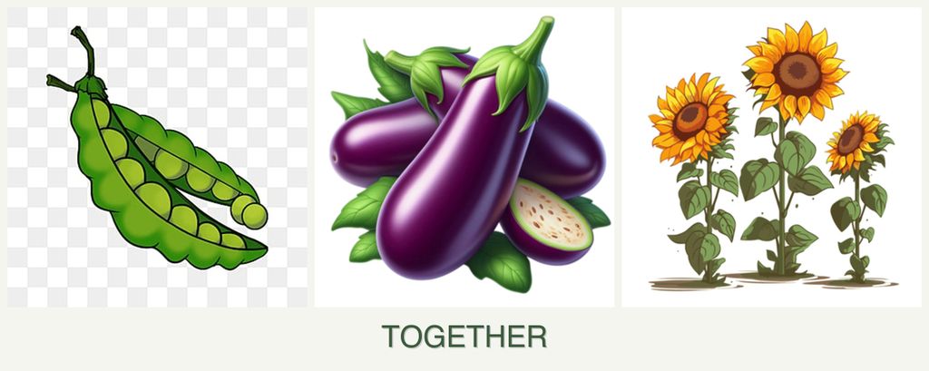 Can you plant peas, eggplant and sunflowers together?