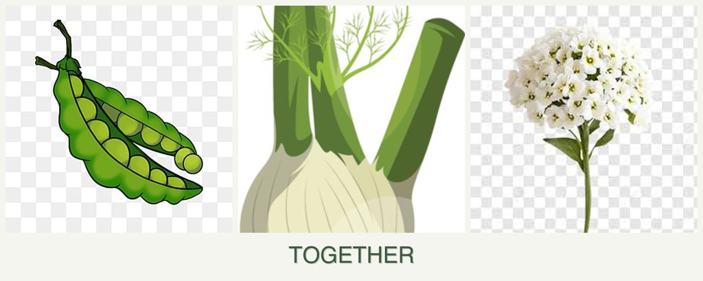 Can you plant peas, fennel and alyssum together?