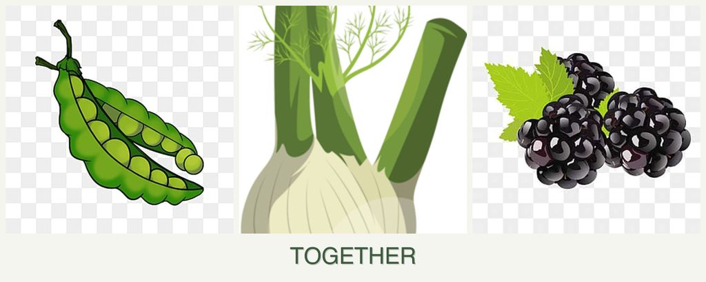 Can you plant peas, fennel and blackberries together?