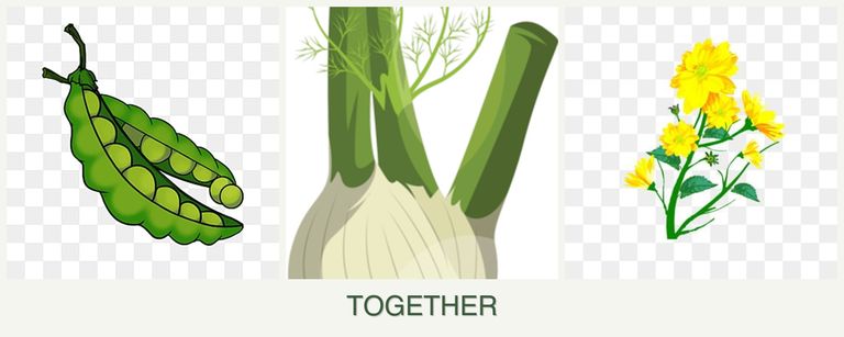 Can you plant peas, fennel and calendula together?