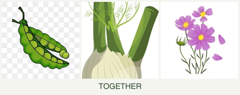 Can you plant peas, fennel and cosmos together?