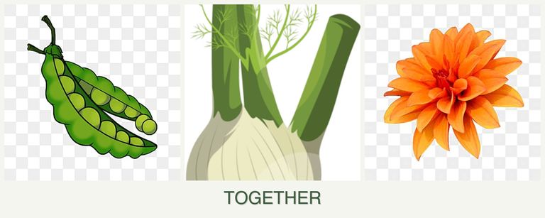 Can you plant peas, fennel and dahlias together?
