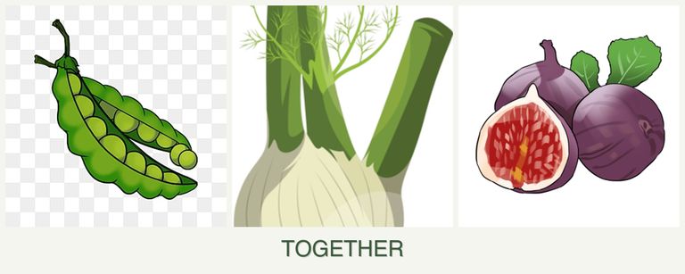 Can you plant peas, fennel and figs together?