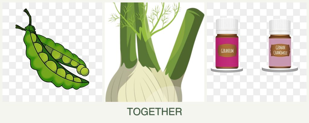 Can you plant peas, fennel and geraniums together?