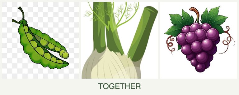Can you plant peas, fennel and grapes together?
