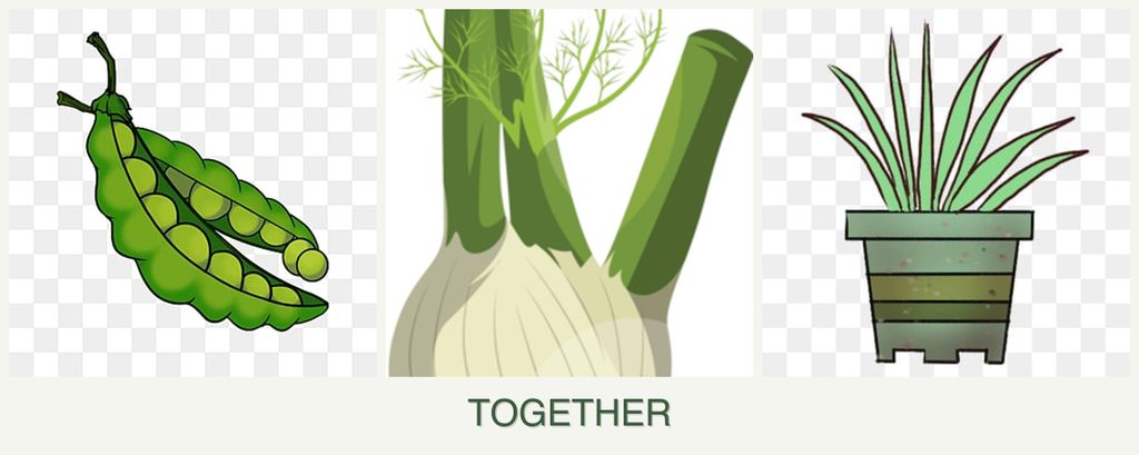 Can you plant peas, fennel and lemongrass together?