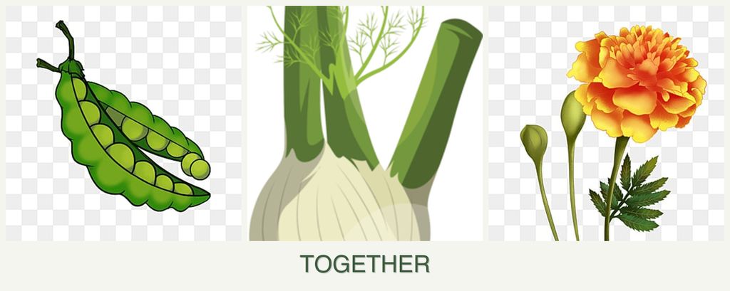Can you plant peas, fennel and marigolds together?