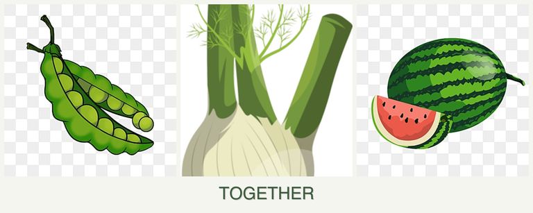 Can you plant peas, fennel and melons together?