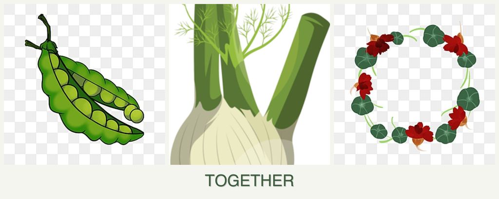 Can you plant peas, fennel and nasturtiums together?