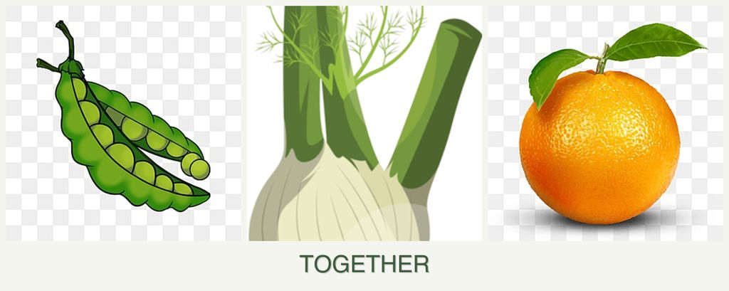 Can you plant peas, fennel and oranges together?