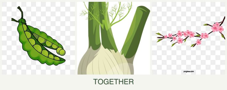 Can you plant peas, fennel and peaches together?