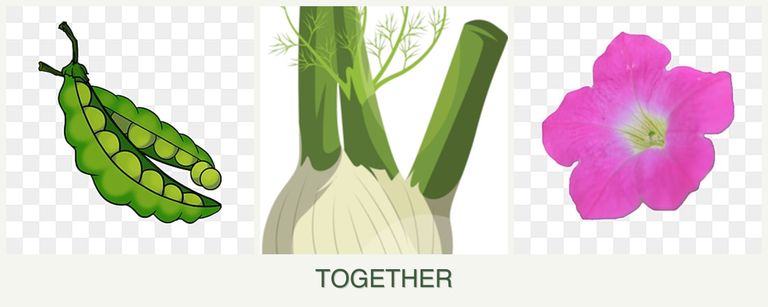 Can you plant peas, fennel and petunias together?