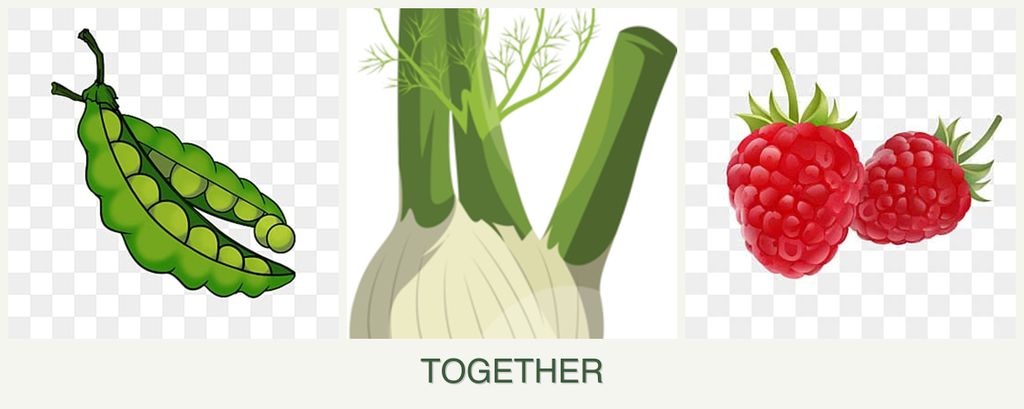 Can you plant peas, fennel and raspberries together?