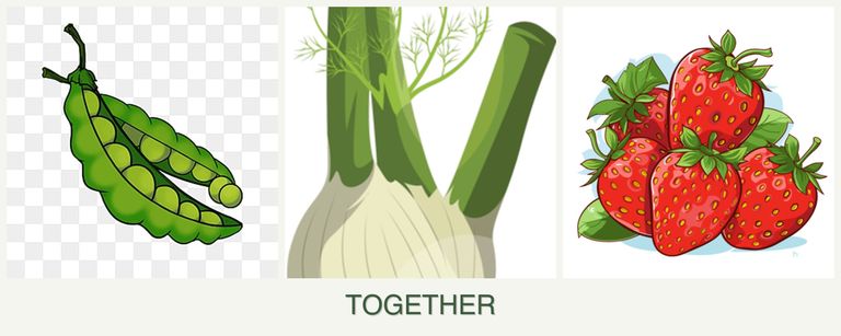 Can you plant peas, fennel and strawberries together?