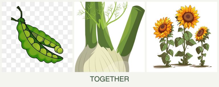 Can you plant peas, fennel and sunflowers together?
