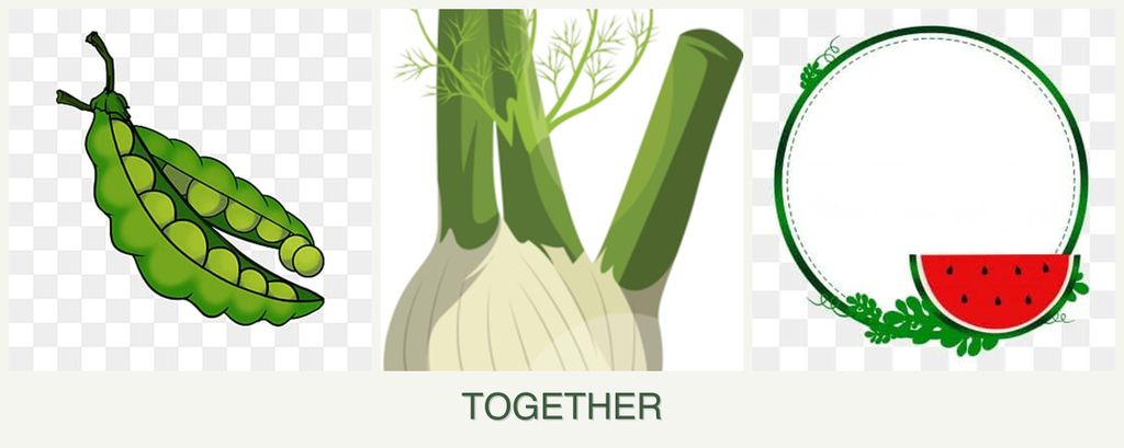Can you plant peas, fennel and watermelons together?