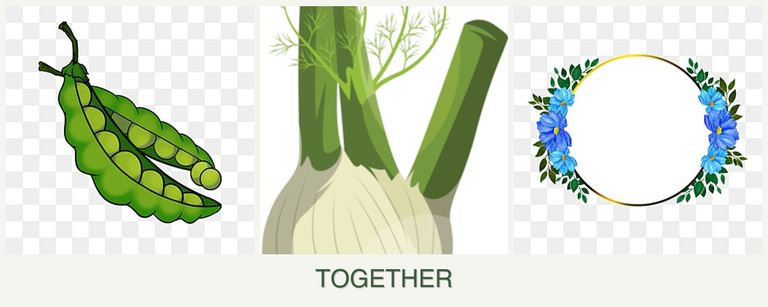 Can you plant peas, fennel and zinnias together?