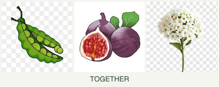 Can you plant peas, figs and alyssum together?