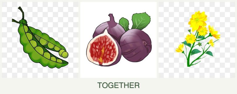 Can you plant peas, figs and calendula together?