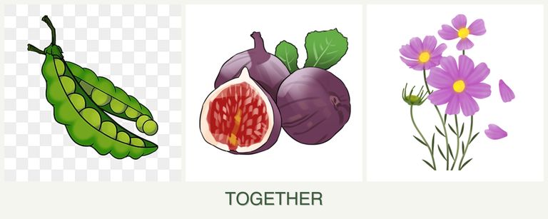 Can you plant peas, figs and cosmos together?