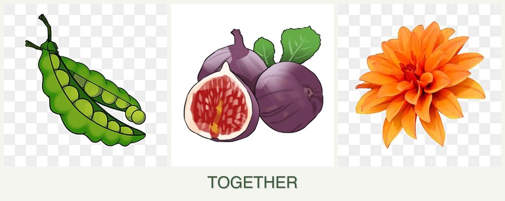 Can you plant peas, figs and dahlias together?