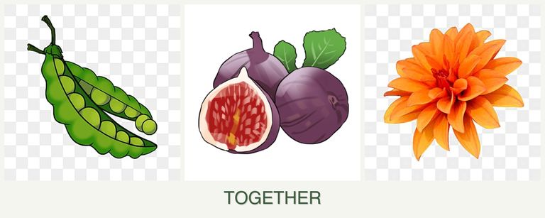 Can you plant peas, figs and dahlias together?