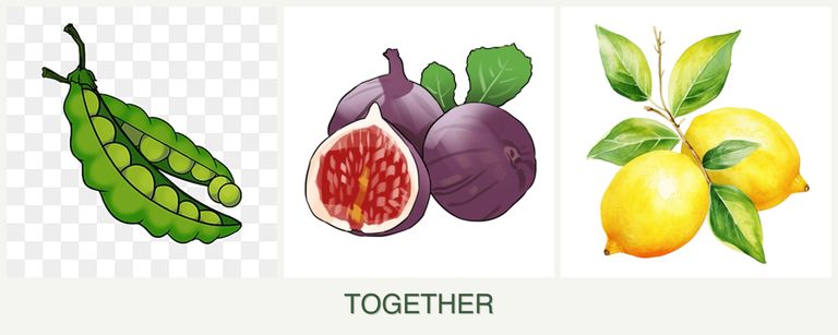 Can you plant peas, figs and lemons together?