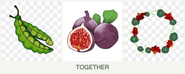 Can you plant peas, figs and nasturtiums together?