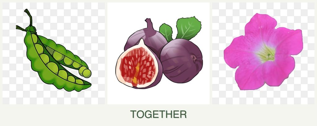 Can you plant peas, figs and petunias together?