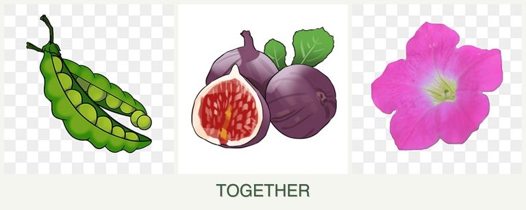 Can you plant peas, figs and petunias together?