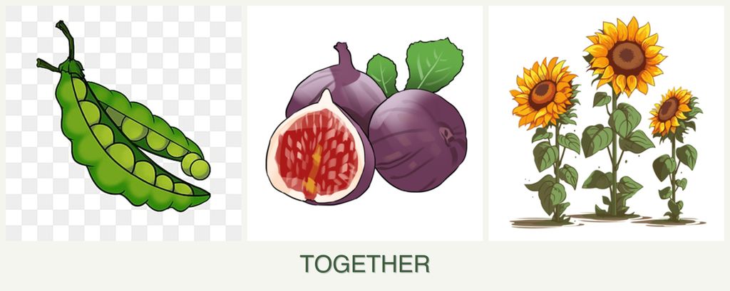 Can you plant peas, figs and sunflowers together?