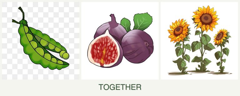 Can you plant peas, figs and sunflowers together?