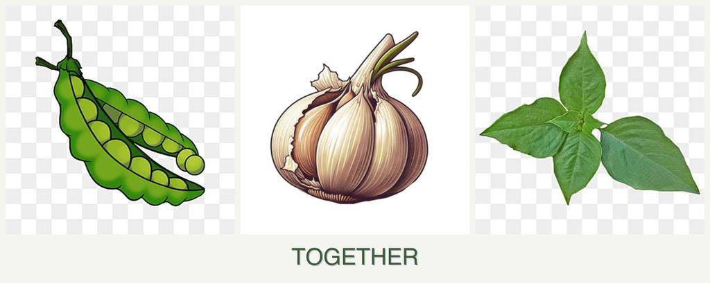 Can you plant peas, garlic and basil together?