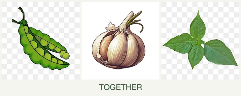 Can you plant peas, garlic and basil together?