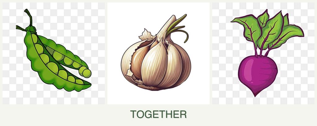 Can you plant peas, garlic and beets together?